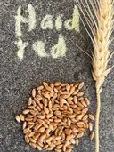 Hard Red - Whole Kernels