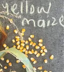 Yellow Maize - Whole Kernels